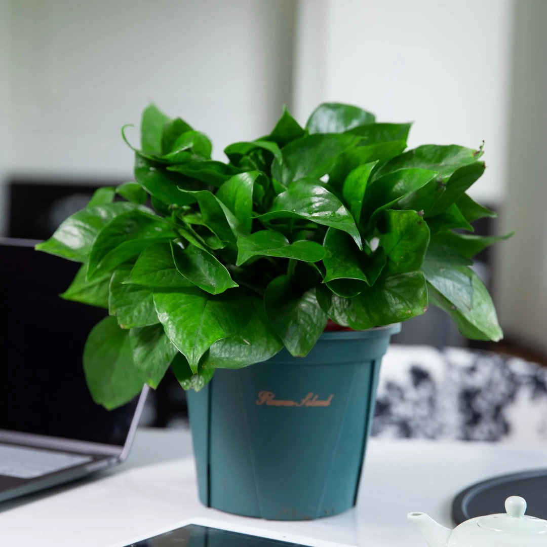 绿萝盆栽绿色室内前台客厅办公新家植物吸甲醛净化空气好养易活