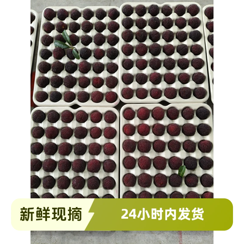 正宗仙居东魁杨梅乒乓球大果新鲜现摘当季孕妇水果60颗粒礼盒装甜