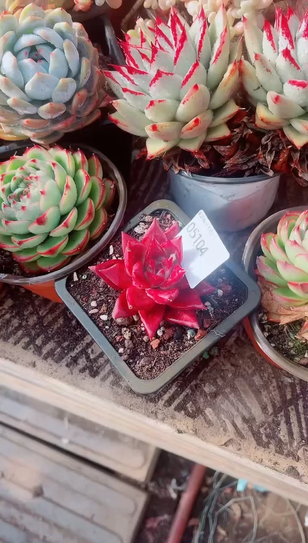 大*ξ跃跃精品多肉05104