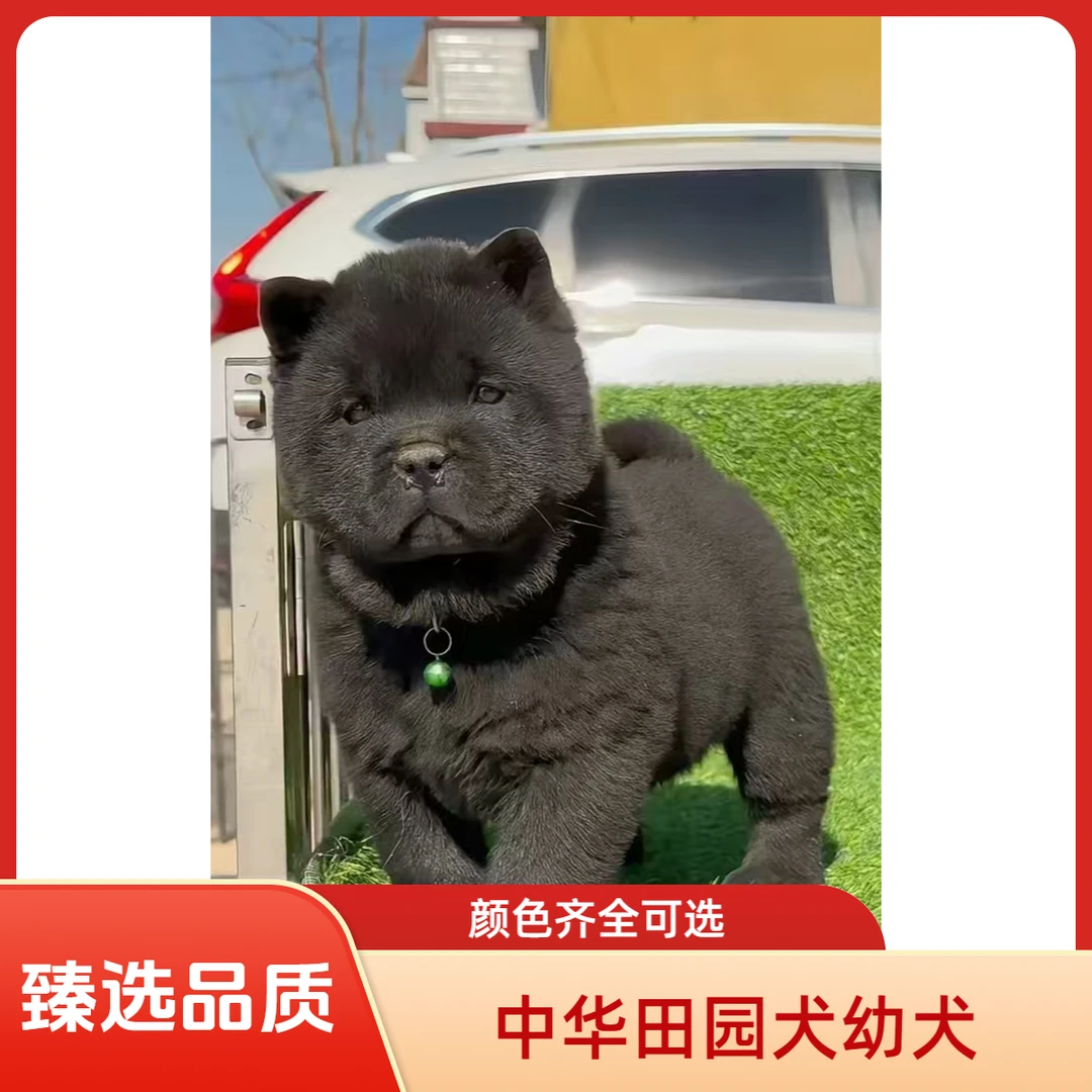 【臻选品质】中华田园犬-黄狗白面/五黑/五红/土松/铁包金/蓝精灵等