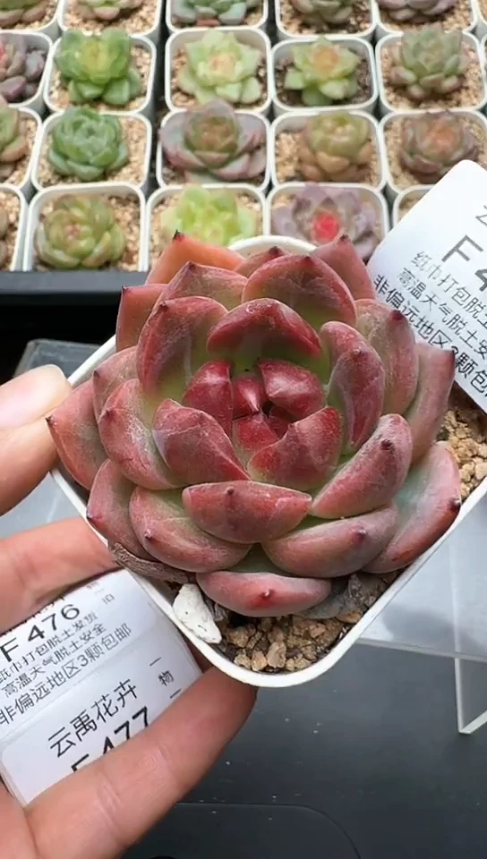 475F云禹多肉植物 默认脱土纸巾打包 3颗包邮