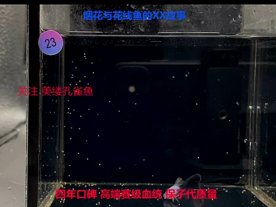 孔雀鱼花线紫夜精灵压成高端1对