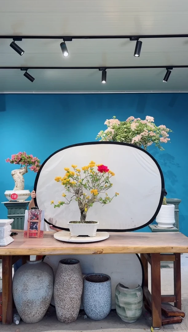 全部花朵加州黄金三角梅