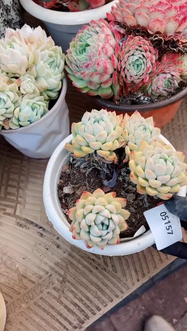 【闪购商品】05157