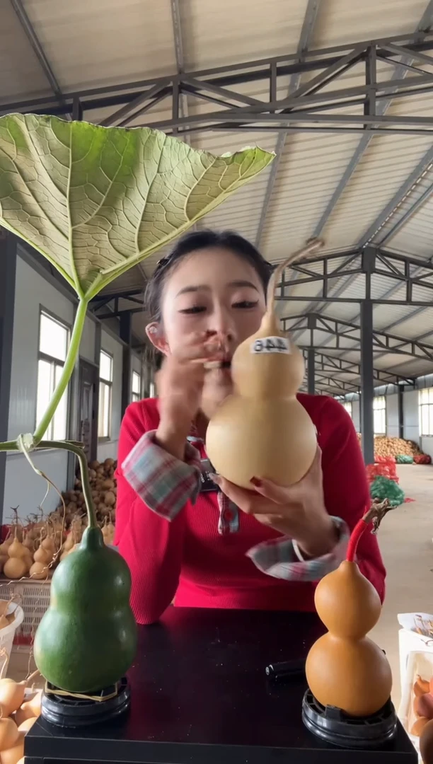 446天然葫芦摆件 一物一拍龙头不保售后