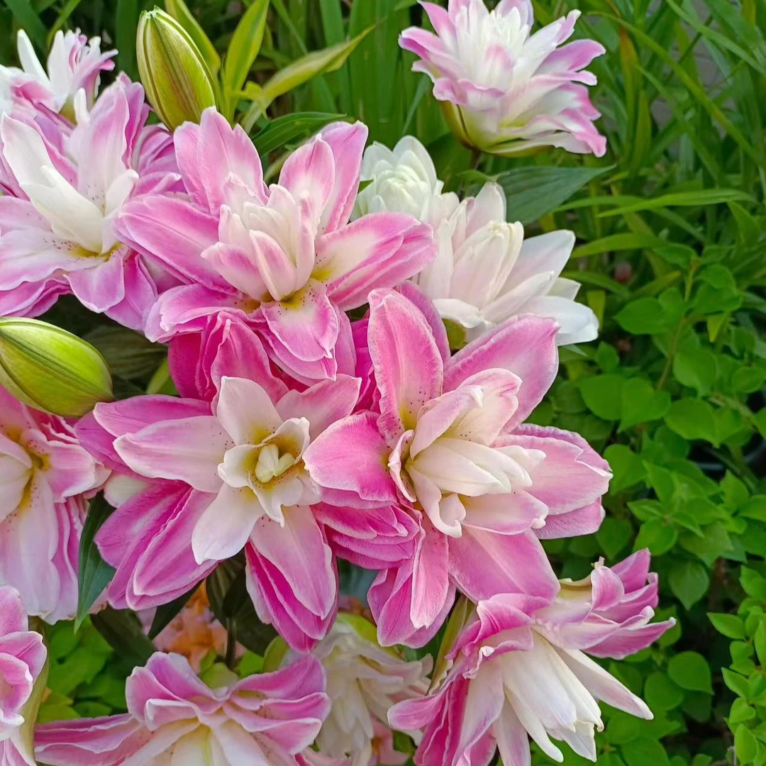 z四季可种1颗【莲花之境】16/18庭院阳台重瓣香水百合花球