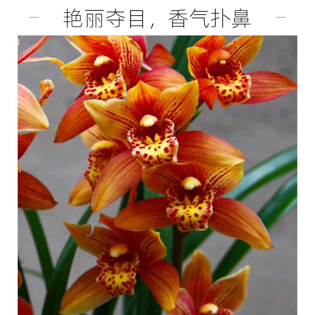 高端精品开花浓香型建兰【醉美人】阳台花卉好养绿植兰花盆栽