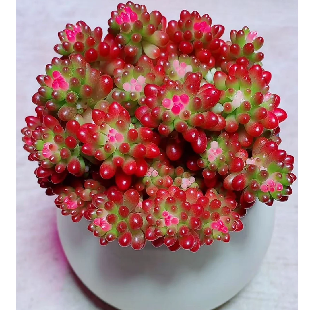 【满18包邮】90圆盆七彩龙珠多肉植物【带9cm塑料盆】