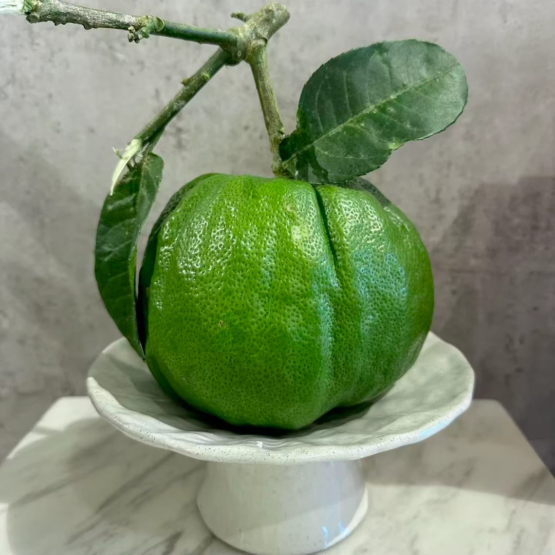 云南香橼果绿果-绿植果摆件清供盘完居家摆件--威绿4
