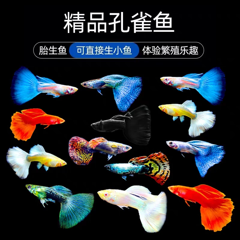 杂袍孔雀活体淡水观赏鱼耐活小型好养耐寒小鱼桌面鱼鱼缸观赏鱼