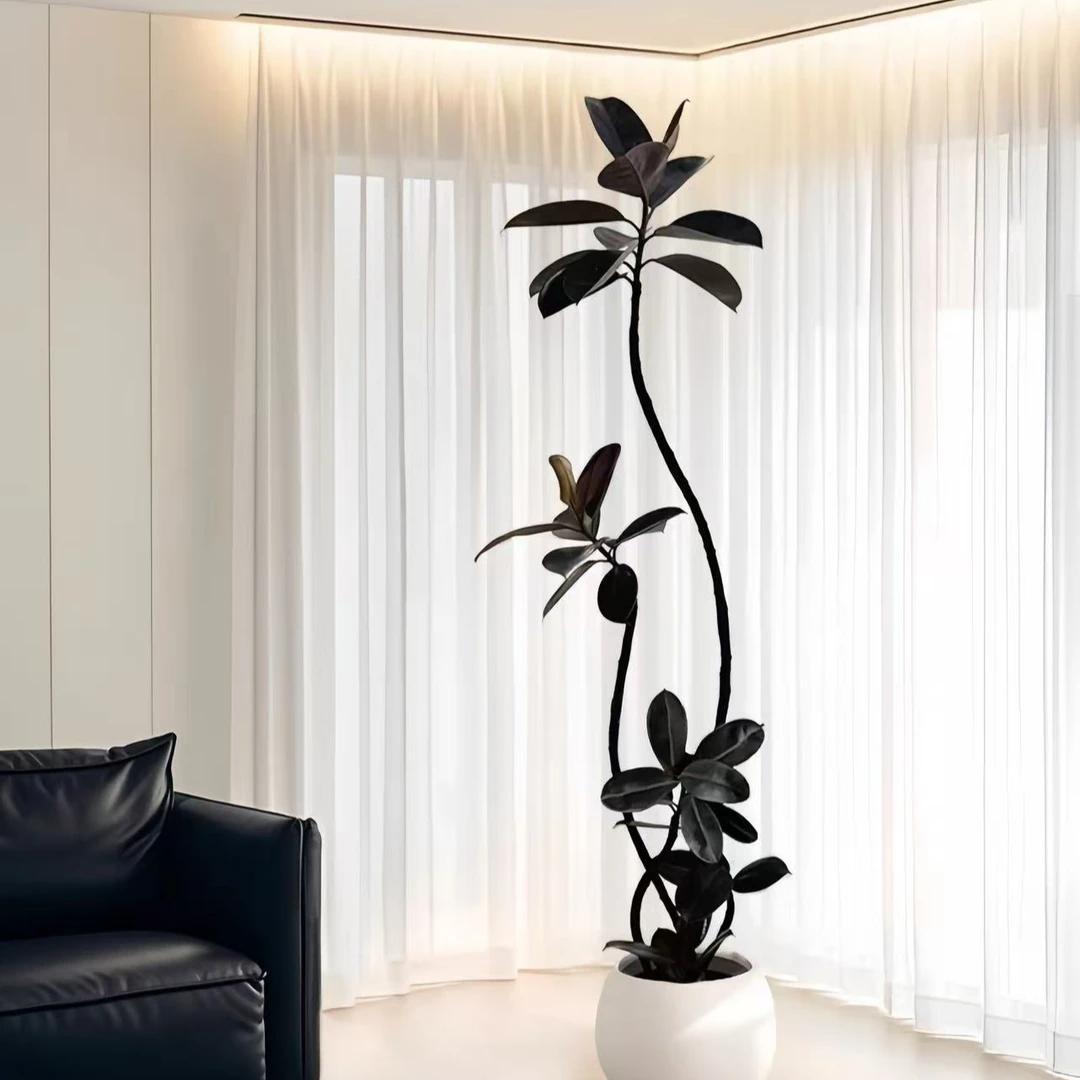 黑金刚橡皮树客厅阳台造型真花好养植物室内大型高级感绿植盆栽