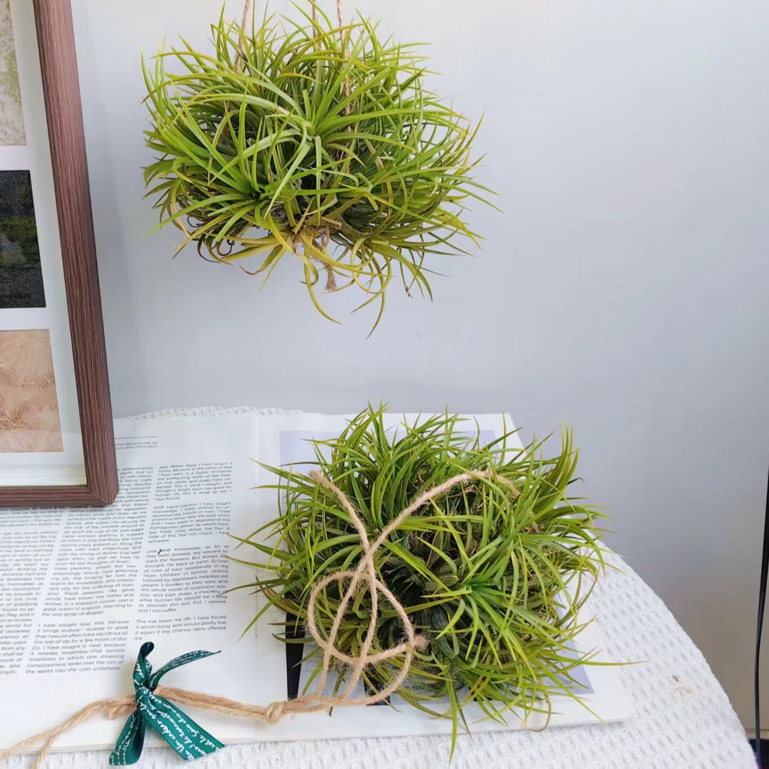 空气凤梨 黄精灵群生+吊绳 室内无土绿植 干净好养懒人