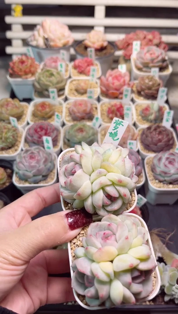 【闪购商品】G219,梦境一物一拍