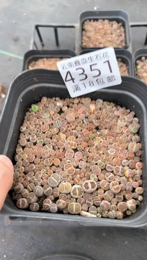 4351特价十方菊个头超级小发货1盒量拍