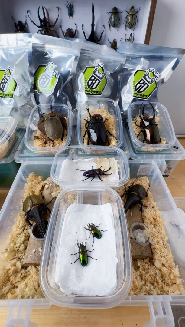 彩虹蓝绿母虫 1只 3+