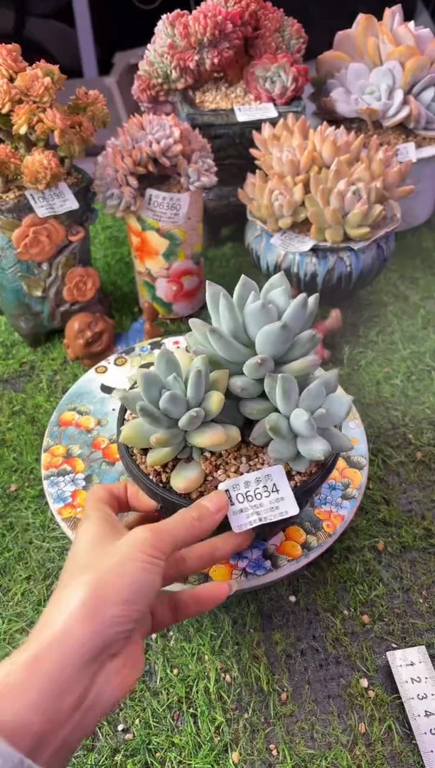 昆明印象多肉06634