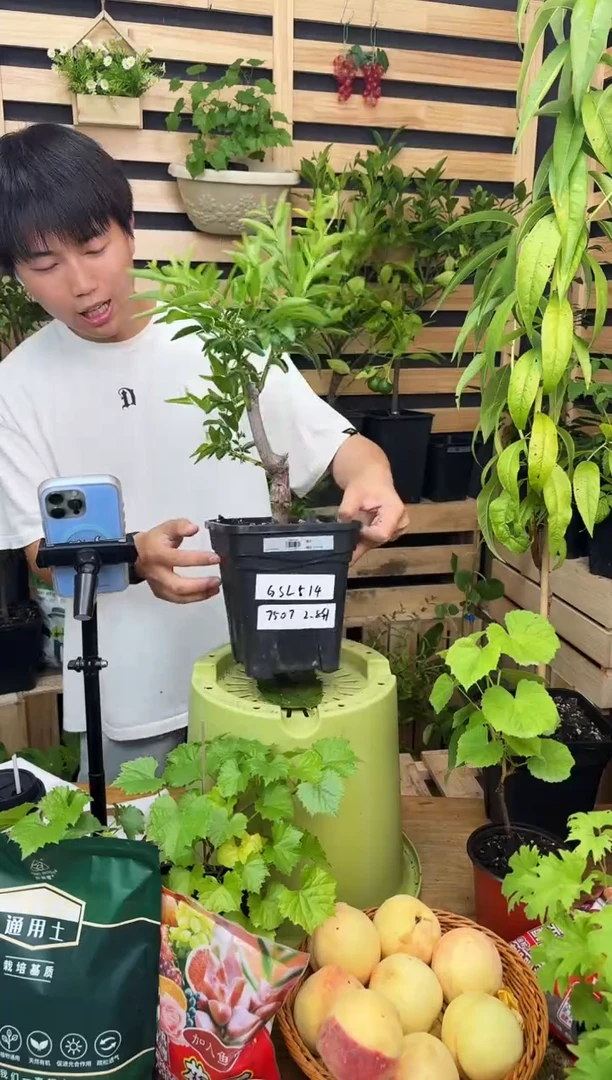 .*.一物一拍 蟠枣  2.8L GSL514