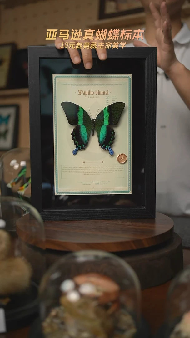 爱神凤蝶设计款A4黑框