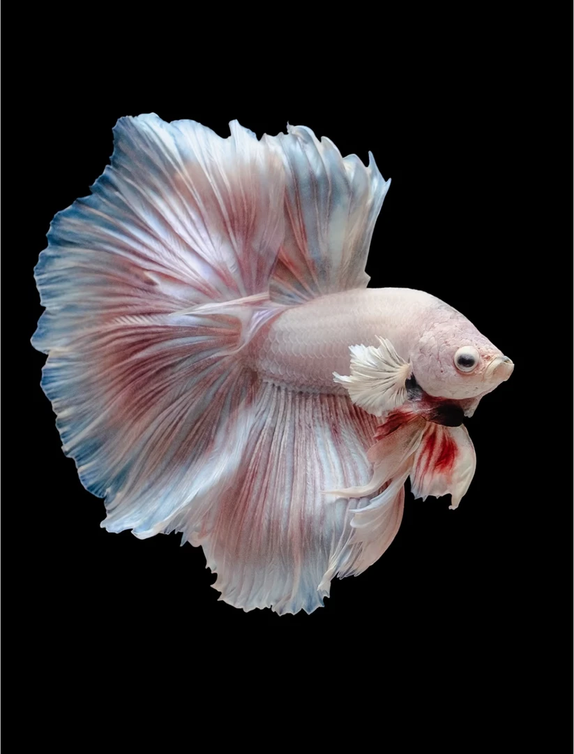 V1（1-24）泰国斗鱼小型热带观赏鱼【直播间选鱼】