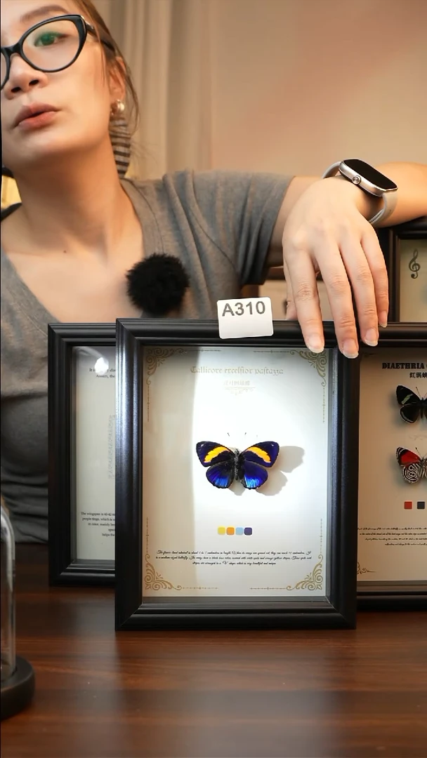 花衬图蛱蝶真蝴蝶A310