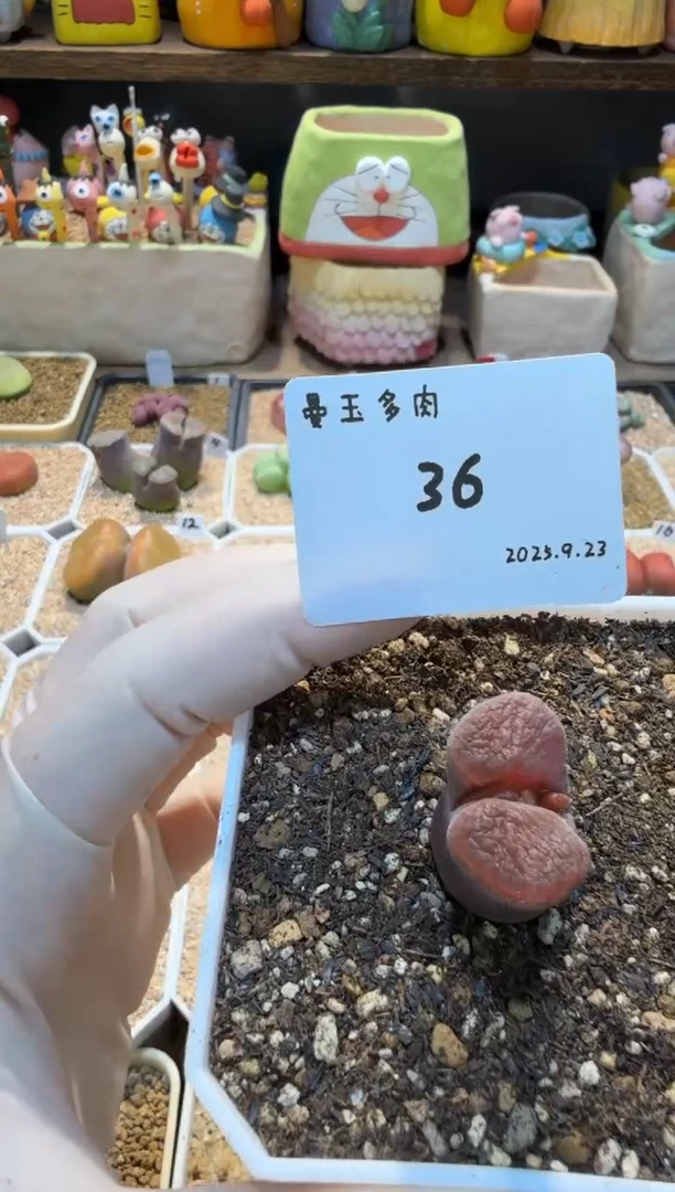 懒***。25.9.23-36懒得取名