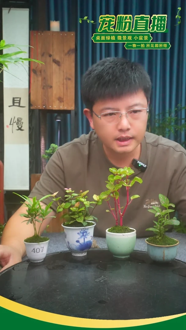 无花朵小***瑶苔藓微景观407号