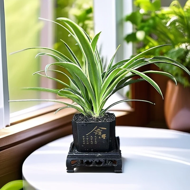 【直播专享】金边吊兰树脂舍得盆绿植盆栽开花懒人好养净化空气阳台