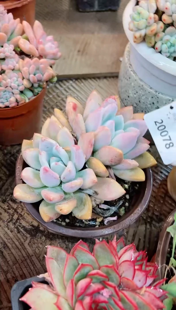 【闪购商品】20078