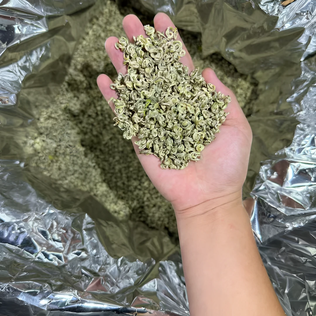 2025年新茶高端茉莉花茶纯白茉莉花茶 （玉雪凝香）