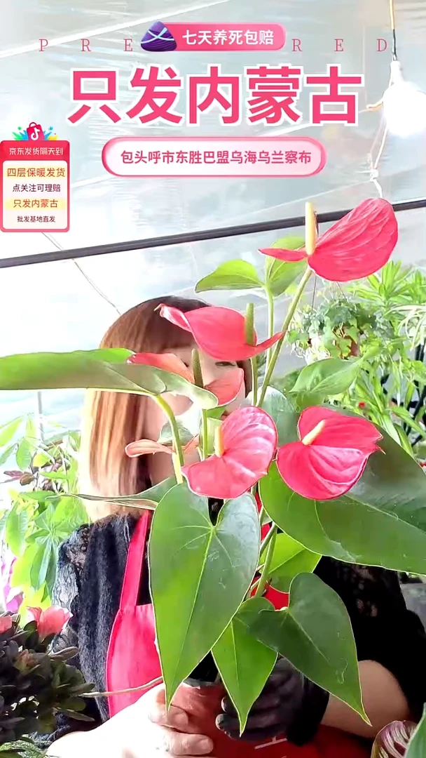 完全开放大盆红掌盆栽