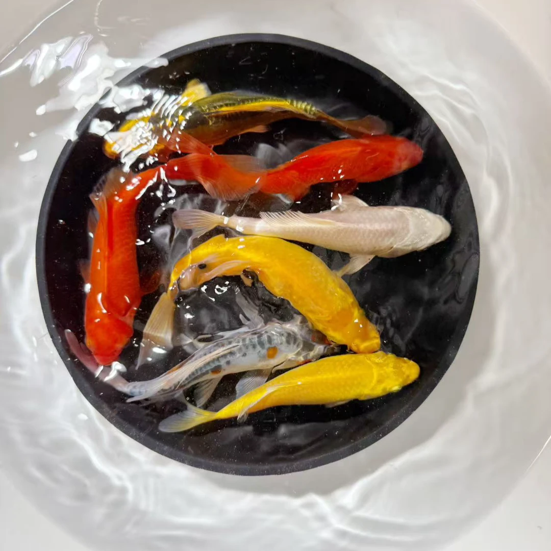 【3黄2红1水墨1白】10-12公分冷水观赏鱼锦鲤红草金鱼