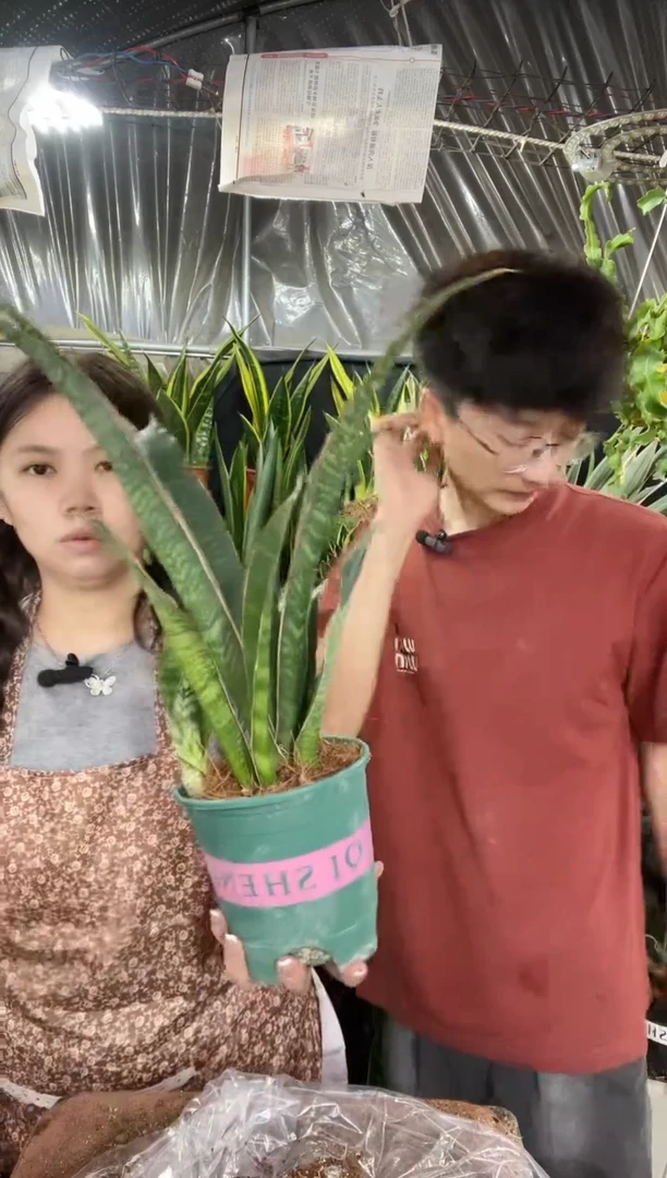 泰品白贝带盆土35.8