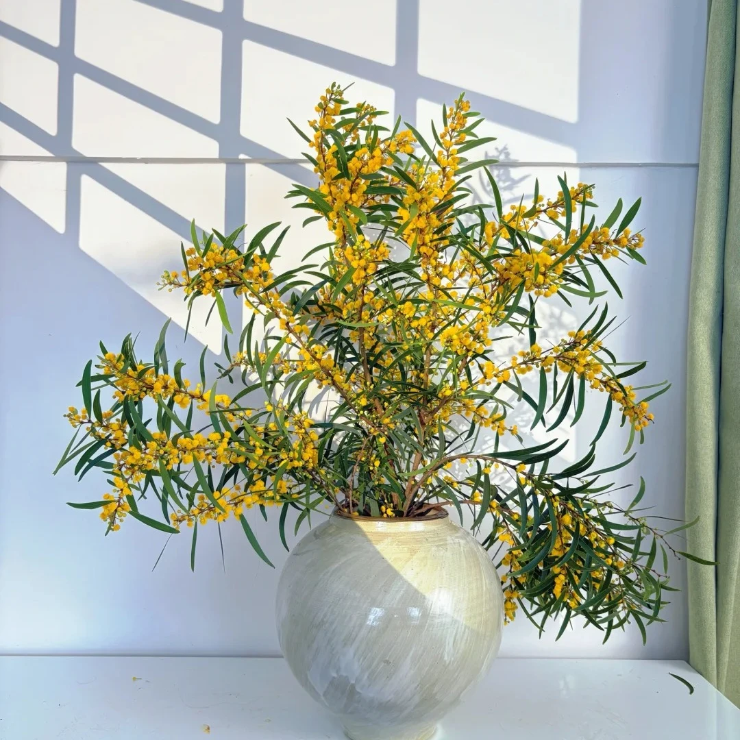 【七礼夫人】黄相思  小众鲜切花 可做干花
