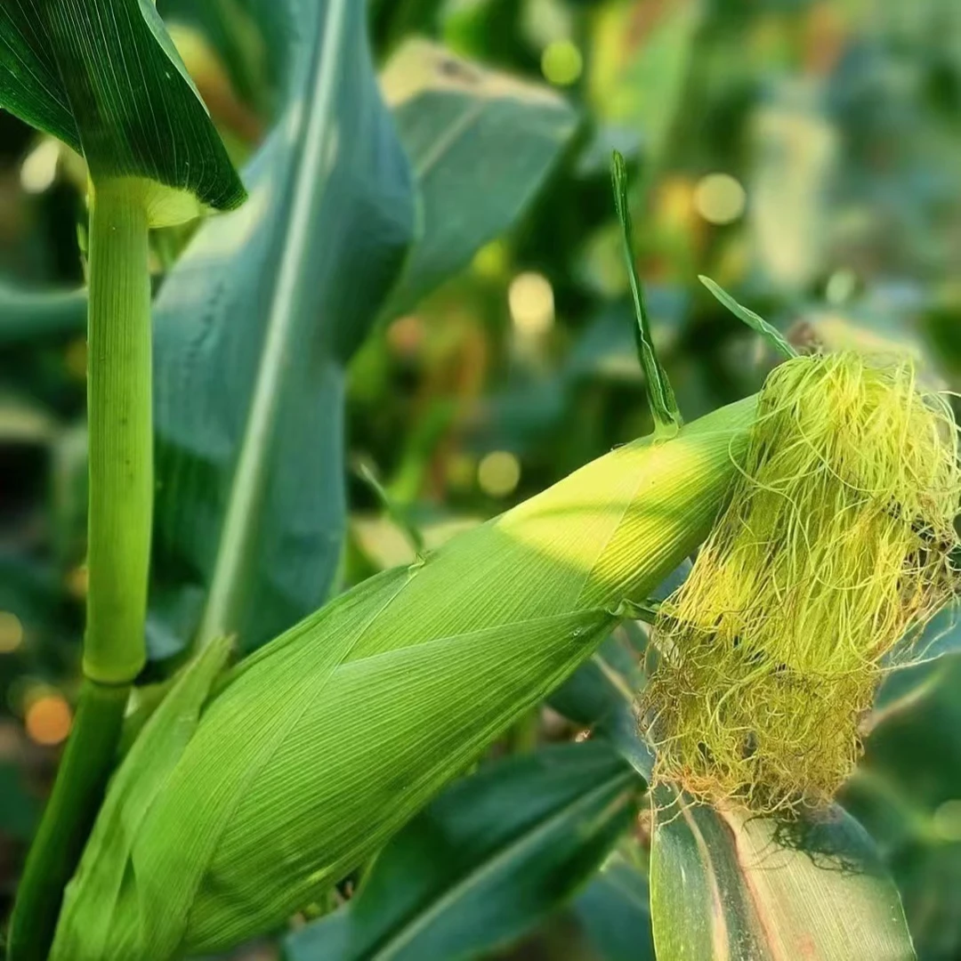 1重庆南川金佛山928甜糯包谷 新鲜采摘 现货现发 只发川渝重庆市