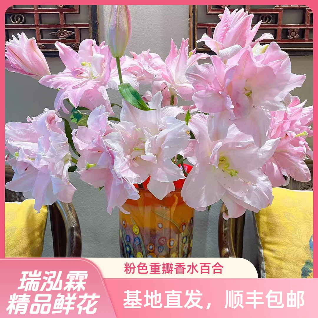 AAA(双钻)粉色重瓣百合 东北基地直发顺丰包邮水生鲜切花