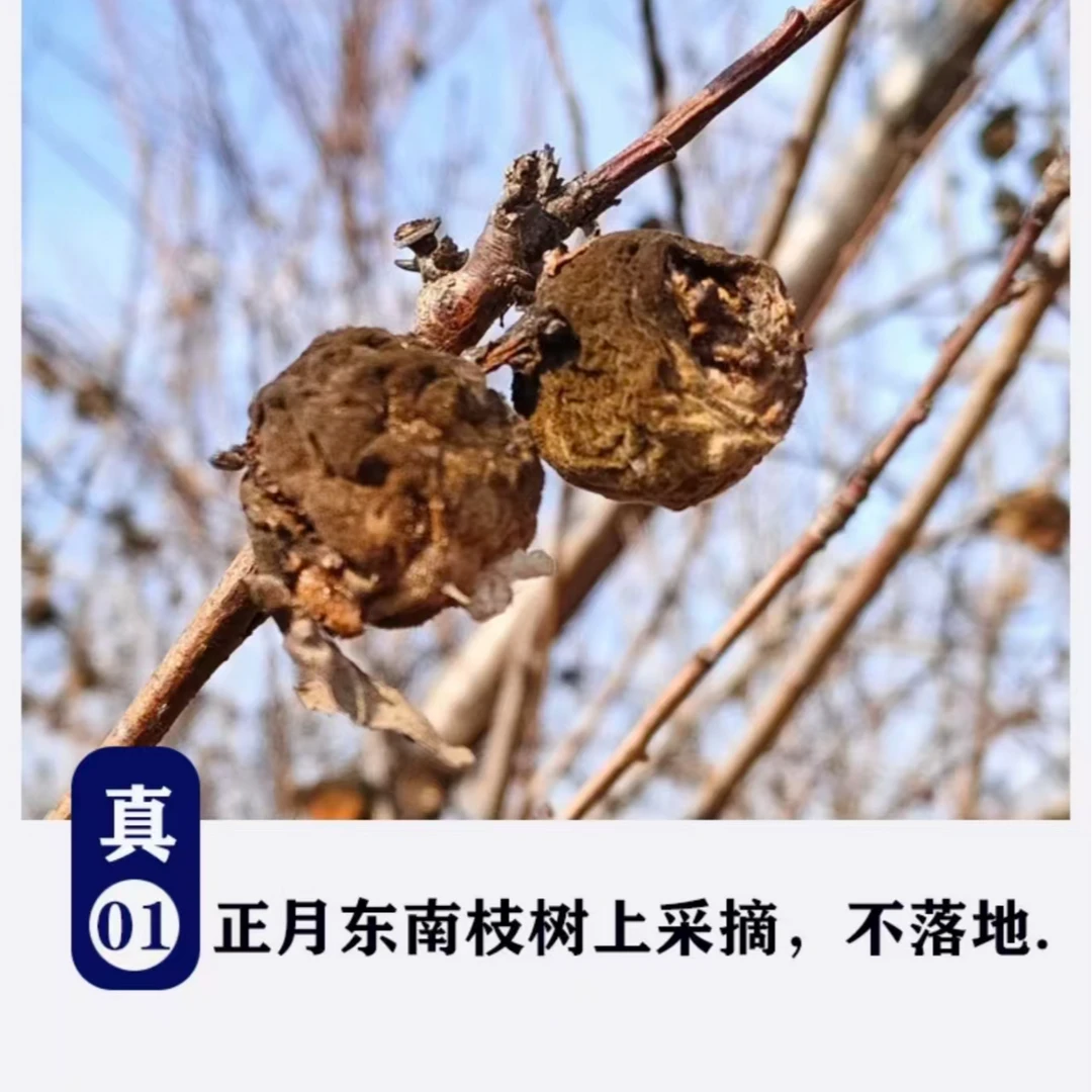 正月采摘东南枝桃枭桃核手串