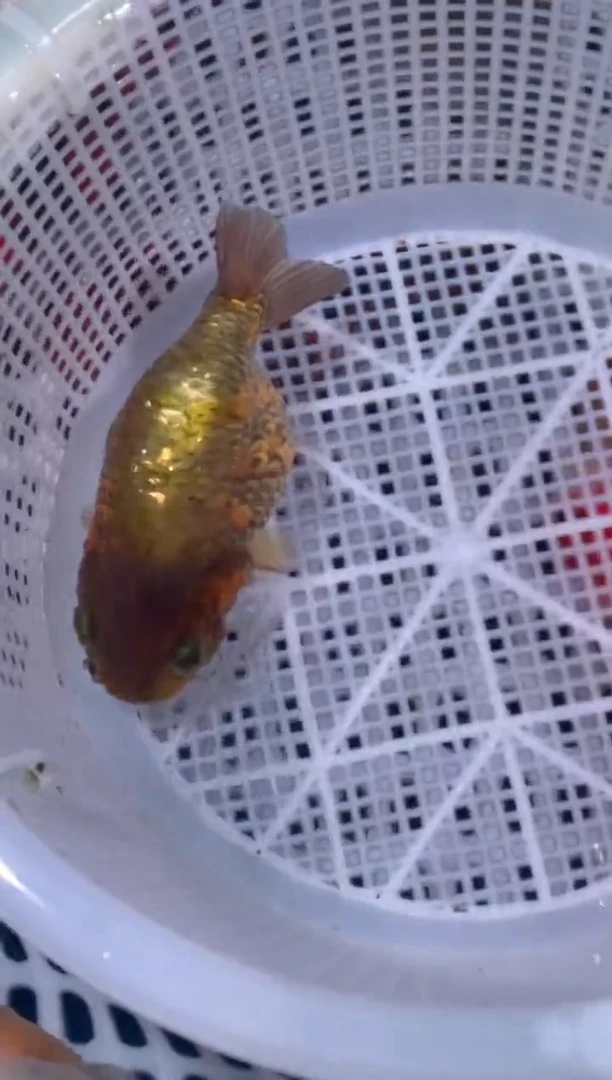 海水?****?兰寿基地可苦可乐