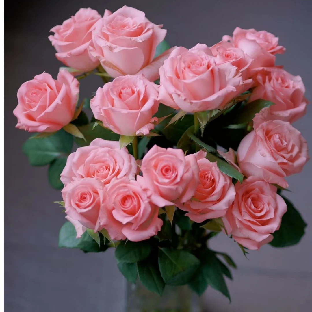 云南-鲜花【戴安娜玫瑰】温柔亮粉玫瑰云南昆明基地发货