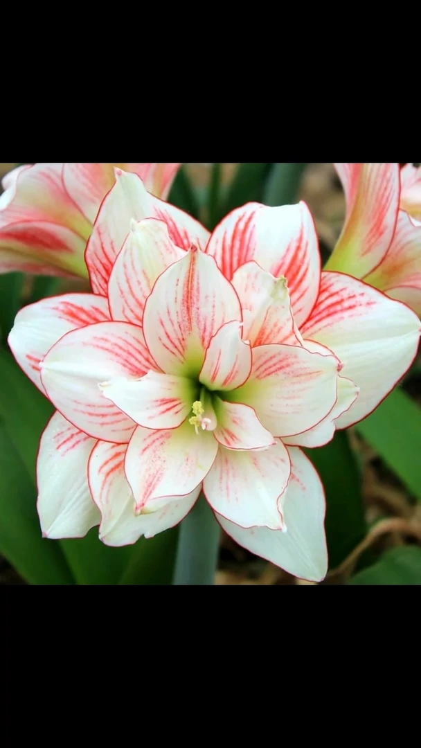 朱顶红大唐5厘米