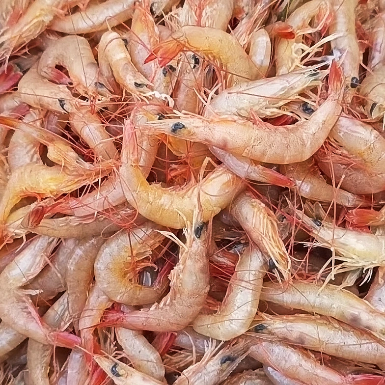 【蛎虾】野生海捕蛎虾红灯笼虾2斤起冰鲜冷链顺丰发货外地冷冻发货