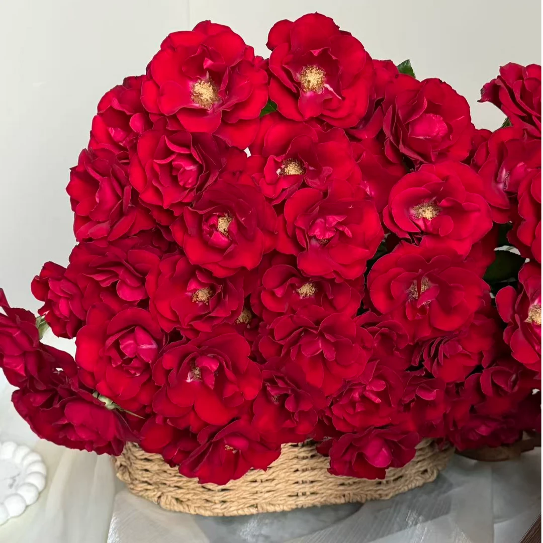 【陌上花开】红月芭比-稀有多头玫瑰（注意带包装醒花哦~）