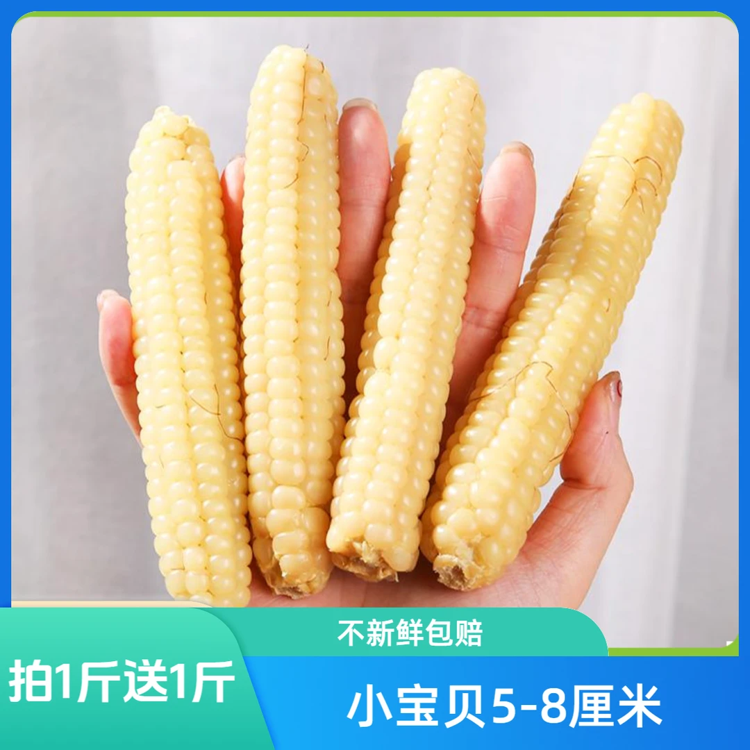 精品A果宝宝小玉米版纳拇指玉米甜糯玉米小宝贝拇指玉米5-8厘米