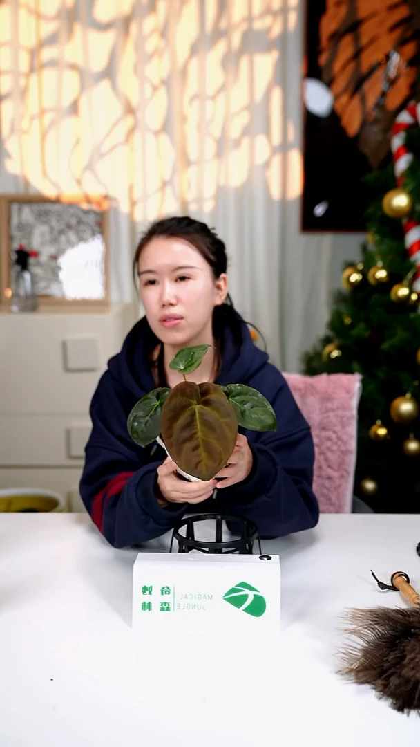 完全开放奇妙森林黑桃x霍夫曼