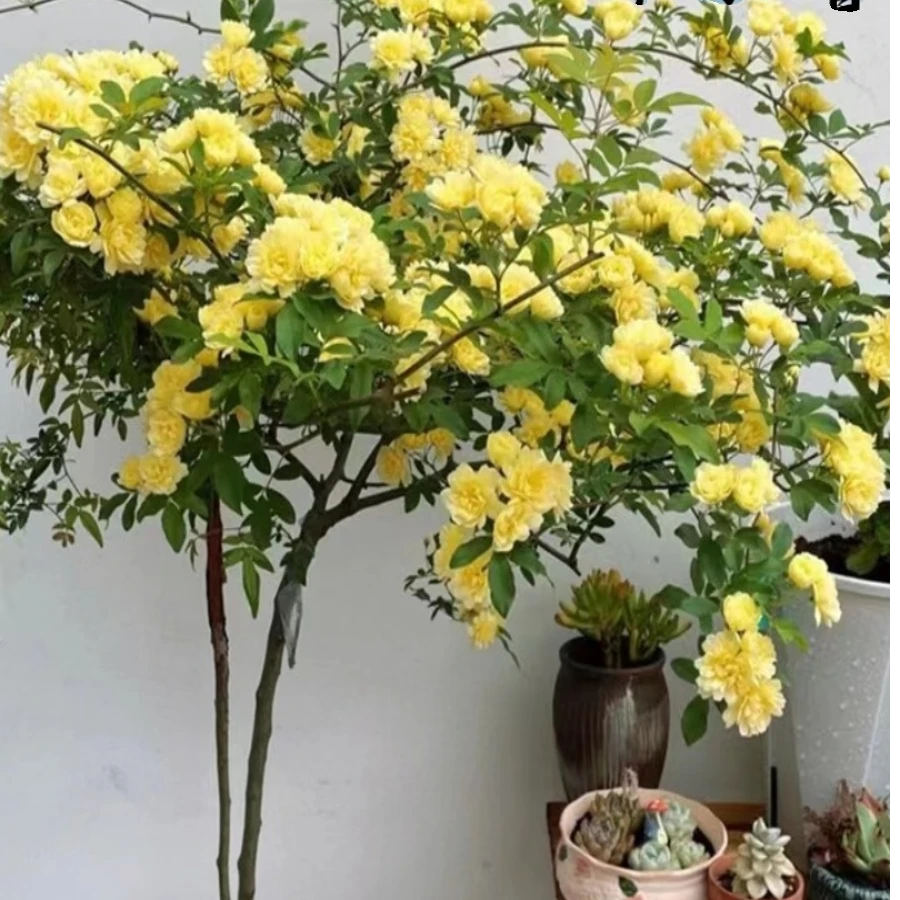 黄木香花花苗爬藤植物开花庭院树苗白色老桩四季红木香花四季盆栽