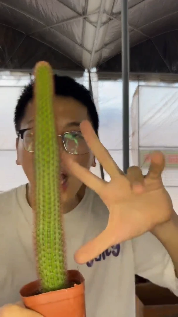 3颗 大本黄金妞【带根】