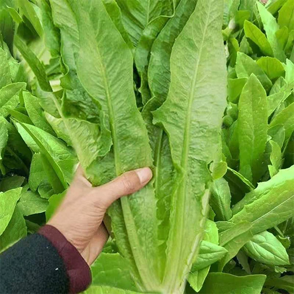 四季油麦菜种子盆栽春秋冬季蔬菜种籽夏季青菜种子