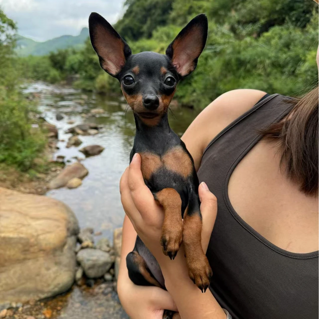 宠心宝迷你纯种可爱长不大的小鹿犬活物幼犬小型犬宠物活体
