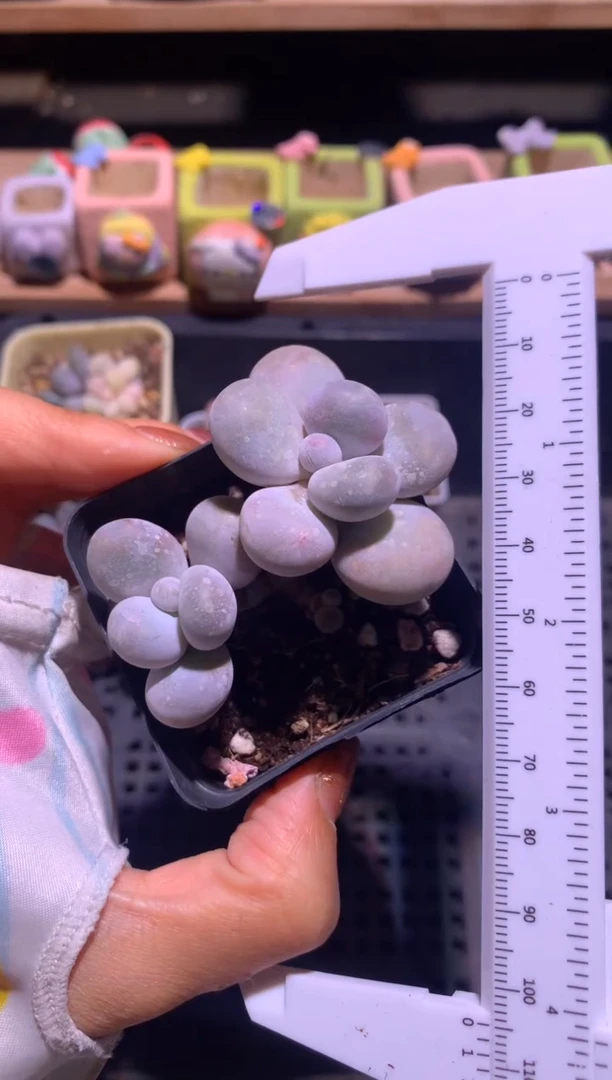 双头水光针，满28包邮，不满发一个叶片到付