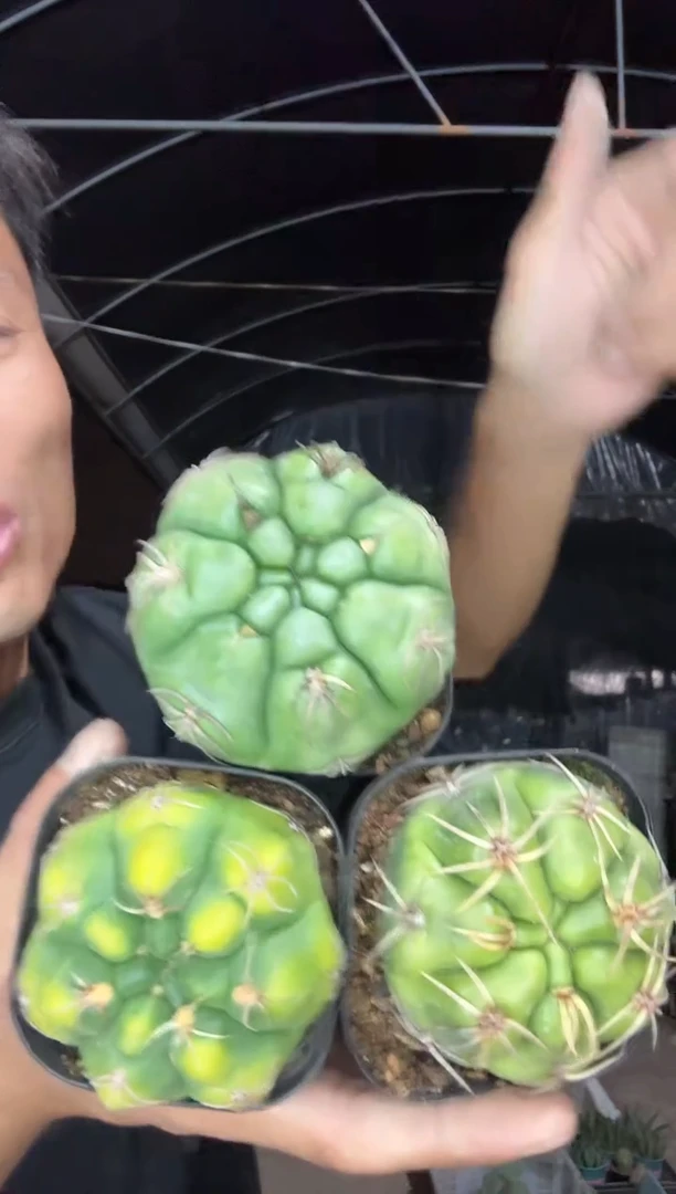 实生短豪刺海王一颗15.99