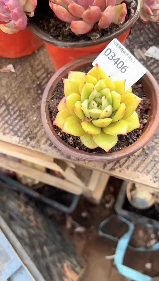 侠*多肉植物一物一拍03406